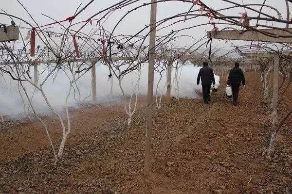 果树|这个药用来清园，杀虫治病比石硫合剂还好，持效期可达5个月