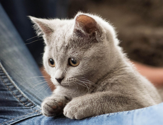 乖巧安静的卡特尔猫一旦调皮起来就是一个典型的搞怪表情包