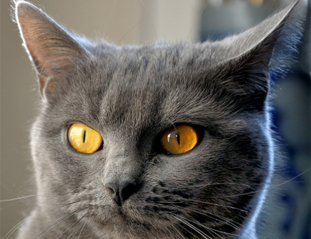 乖巧安静的卡特尔猫一旦调皮起来就是一个典型的搞怪表情包