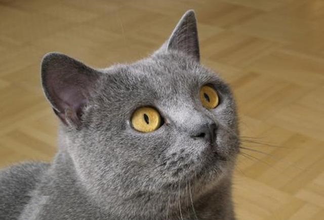 乖巧安静的卡特尔猫,一旦调皮起来,就是一个典型的搞怪表情包