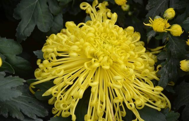 辛弃疾|辛弃疾新居将成写下一首词，既有对当下的写照，也有对未来的憧憬