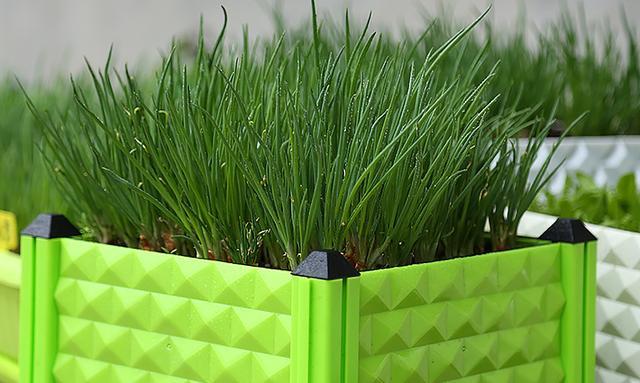 简单几步教你盆栽小葱,又粗又壮,家里种一盆不用再去菜场买