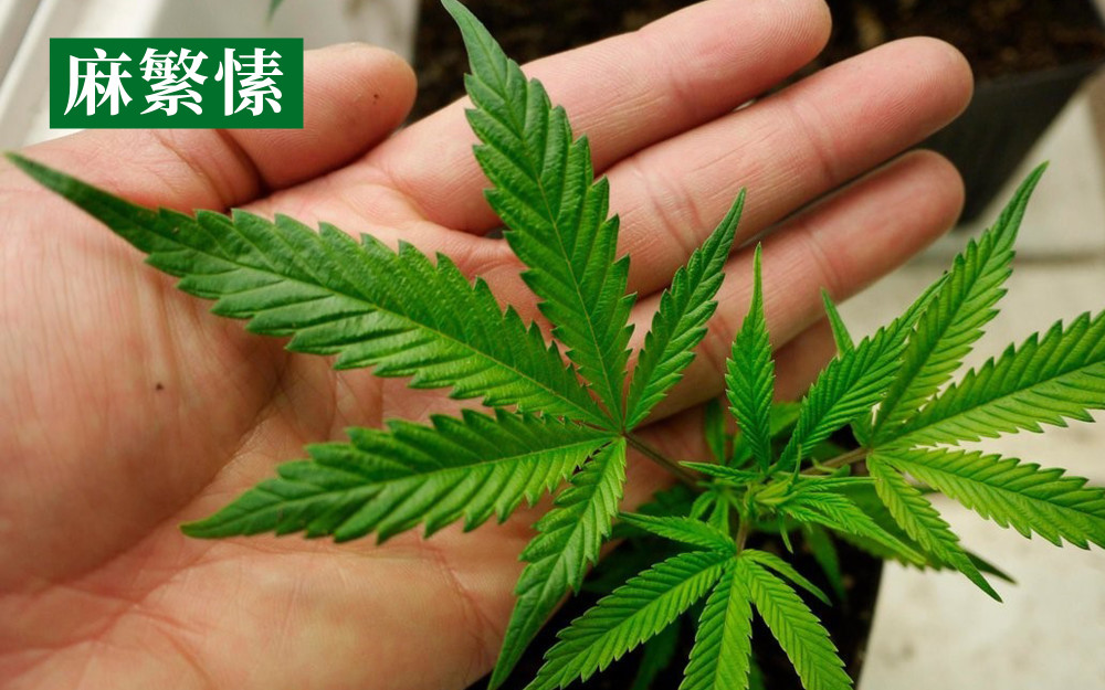 工业大麻收获季已经来了 成功采收5个秘诀 腾讯新闻