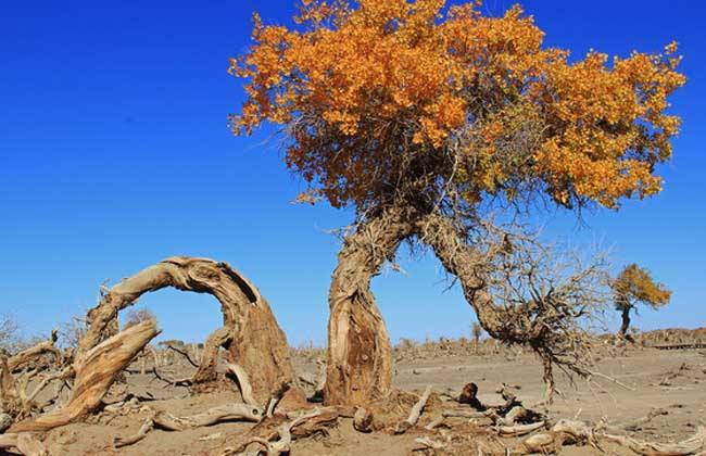 胡杨|胡杨真的是千年不死，死后千年不倒，倒后千年不腐吗？