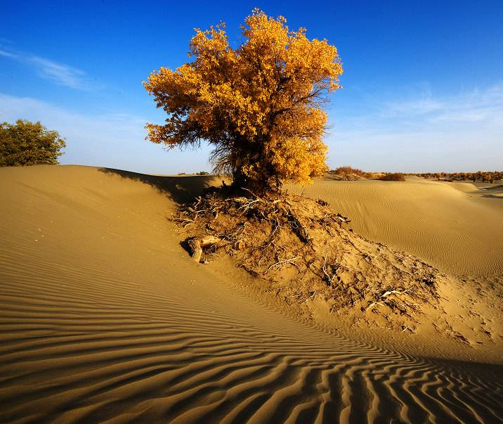胡杨|胡杨真的是千年不死，死后千年不倒，倒后千年不腐吗？