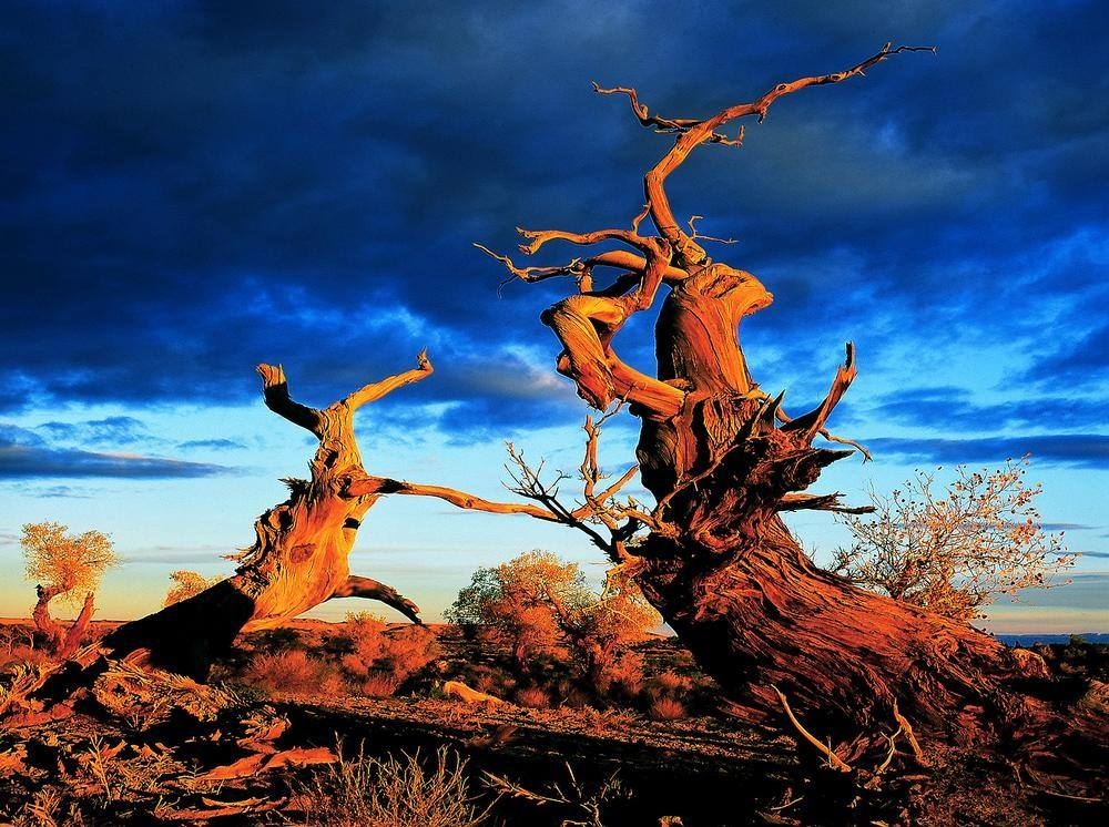胡杨|胡杨真的是千年不死，死后千年不倒，倒后千年不腐吗？