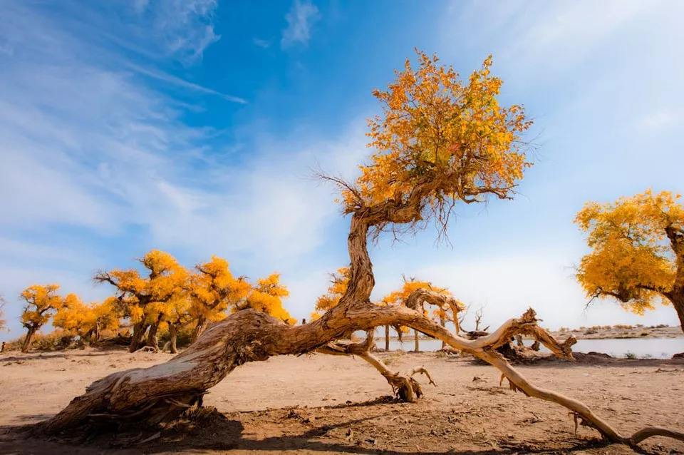 胡杨|胡杨真的是千年不死，死后千年不倒，倒后千年不腐吗？