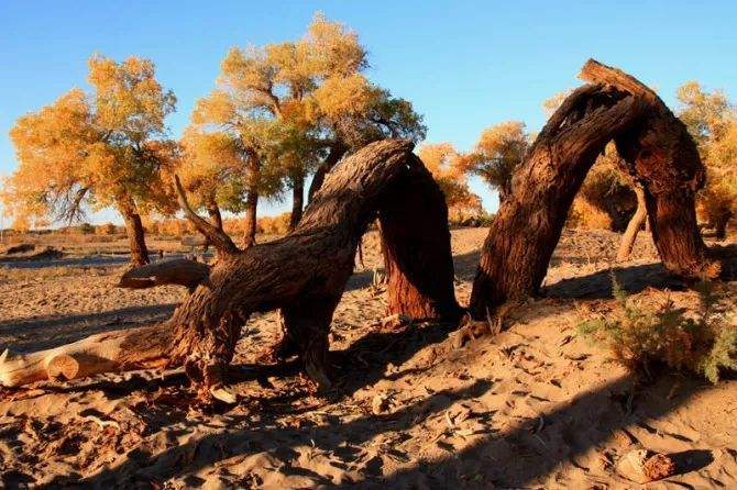 胡杨|胡杨真的是千年不死，死后千年不倒，倒后千年不腐吗？