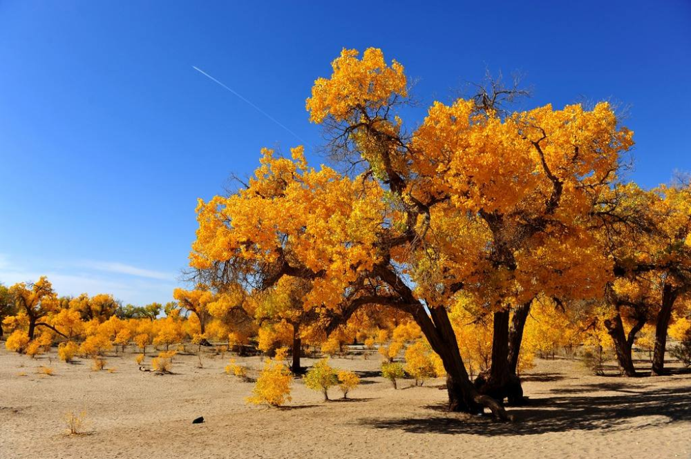 胡杨|胡杨真的是千年不死，死后千年不倒，倒后千年不腐吗？