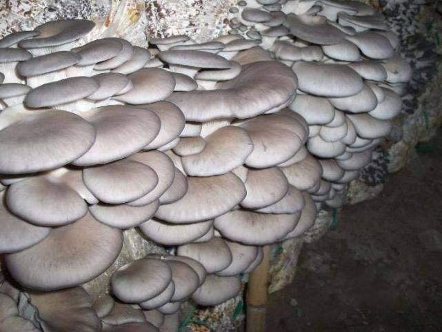 香菇好吃还是平菇好吃?阳台上怎么种植蘑菇!