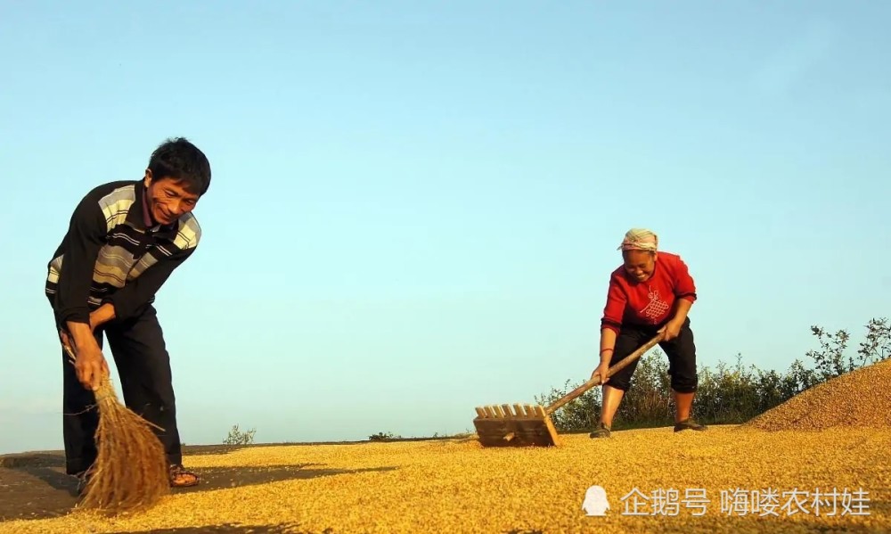 拉尼娜|“拉尼娜”来袭，农民早作准备！今年冬天冷冬还是暖冬？