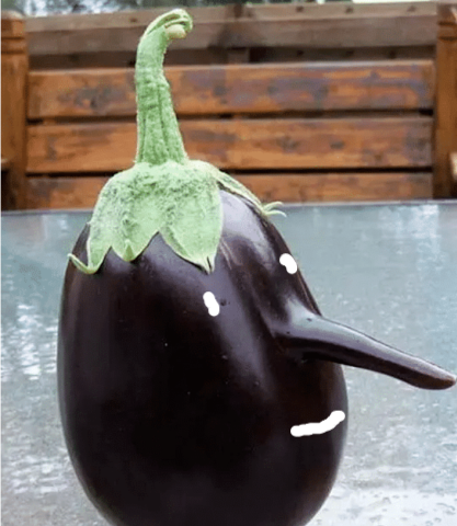 长得奇形怪状的茄子们,有鼻子有眼睛的茄子你见过吗?