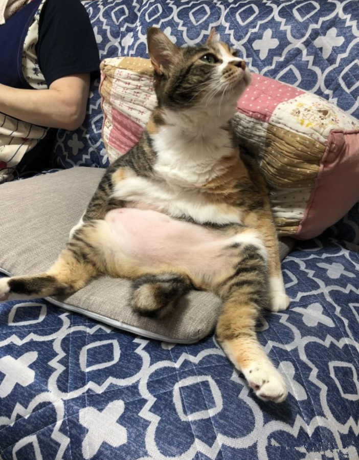 三花猫|女子看见三花猫在看电视，不由得一脸问号：这是跟谁学的？