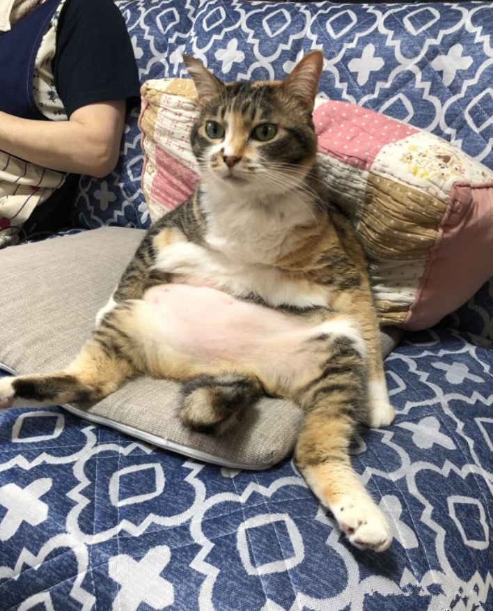 三花猫|女子看见三花猫在看电视，不由得一脸问号：这是跟谁学的？