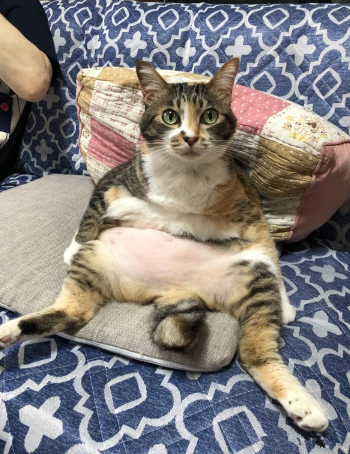 女子看见三花猫在看电视 不由得一脸问号 这是跟谁学的 腾讯新闻