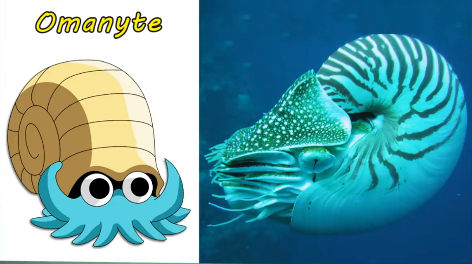 宝可梦来到现实世界:喇叭芽酷似豌豆射手,水箭龟憨厚威武