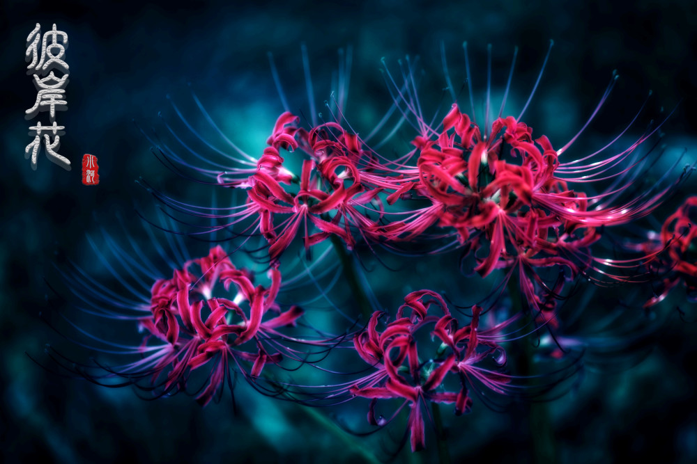 唯美彼岸花古风美女人像写真_腾讯新闻