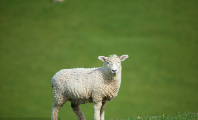 明日运势未羊吉或凶