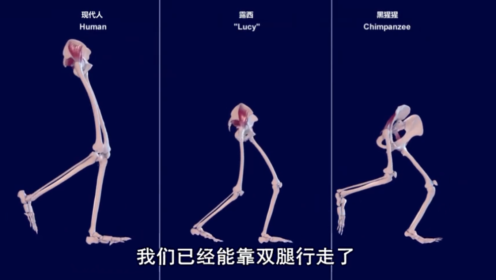 容量|人类的生理构造有什么不合理的地方？