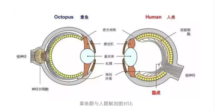 容量|人类的生理构造有什么不合理的地方？