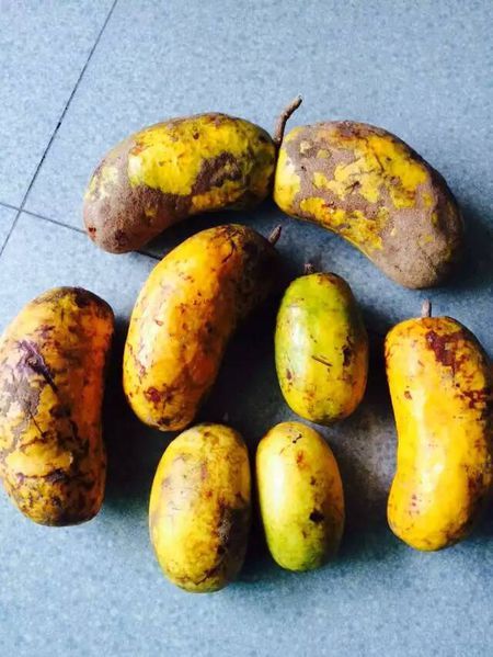 传说中的八月瓜亲食分享记录