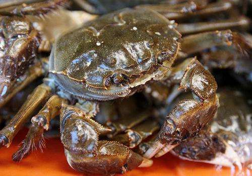 螃蟹|保存螃蟹时，不要放冰箱，学会这一招方法，放7天仍是鲜活的