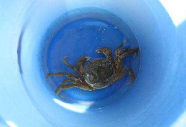 螃蟹|保存螃蟹时，不要放冰箱，学会这一招方法，放7天仍是鲜活的