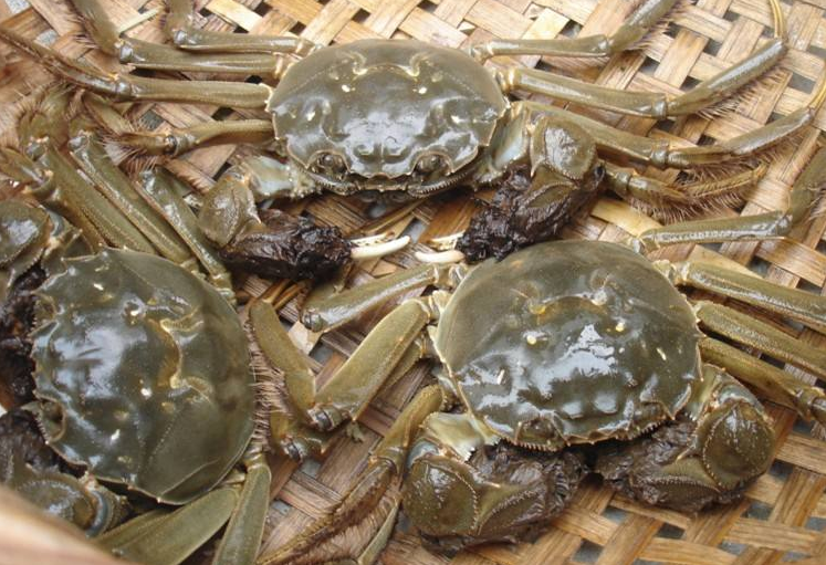 螃蟹|保存螃蟹时，不要放冰箱，学会这一招方法，放7天仍是鲜活的