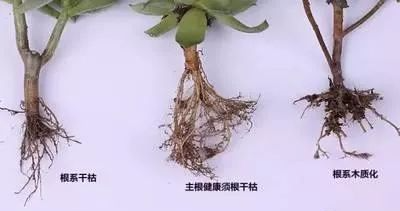 促进植物根系生长的要点 植物 土壤板结 营养