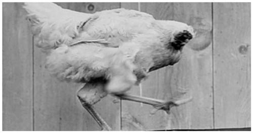 无头鸡|美国无头鸡麦克：生龙活虎活了18个月，还举行全国巡演，后来怎样