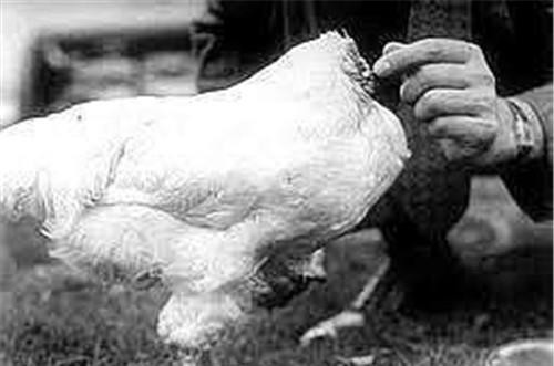 无头鸡|美国无头鸡麦克：生龙活虎活了18个月，还举行全国巡演，后来怎样