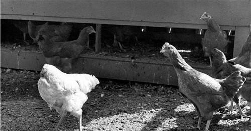 无头鸡|美国无头鸡麦克：生龙活虎活了18个月，还举行全国巡演，后来怎样