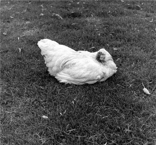 无头鸡|美国无头鸡麦克：生龙活虎活了18个月，还举行全国巡演，后来怎样