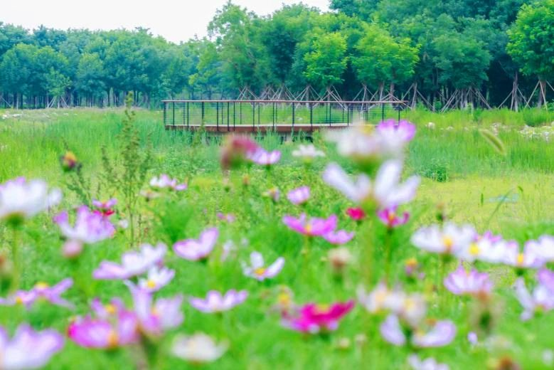 台湖万亩游憩园|亦庄新城这些打卡拍照胜地，你知道几个？