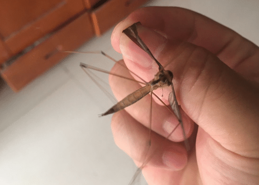 弱弱问一下被这么大的蚊子咬一口得起多大的包啊