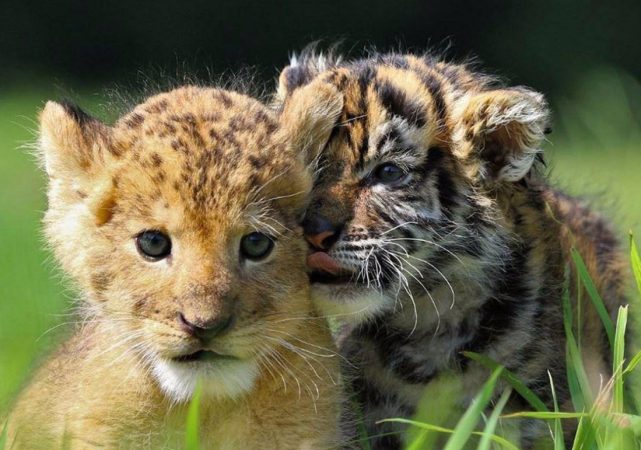 最萌对决!小狮子和小老虎打架,网友:烫头的果然打不过有纹身的