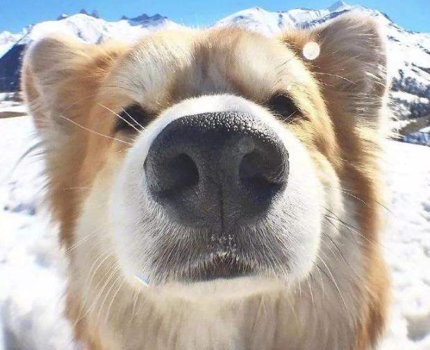 结语:你家狗狗鼻子黑吗?