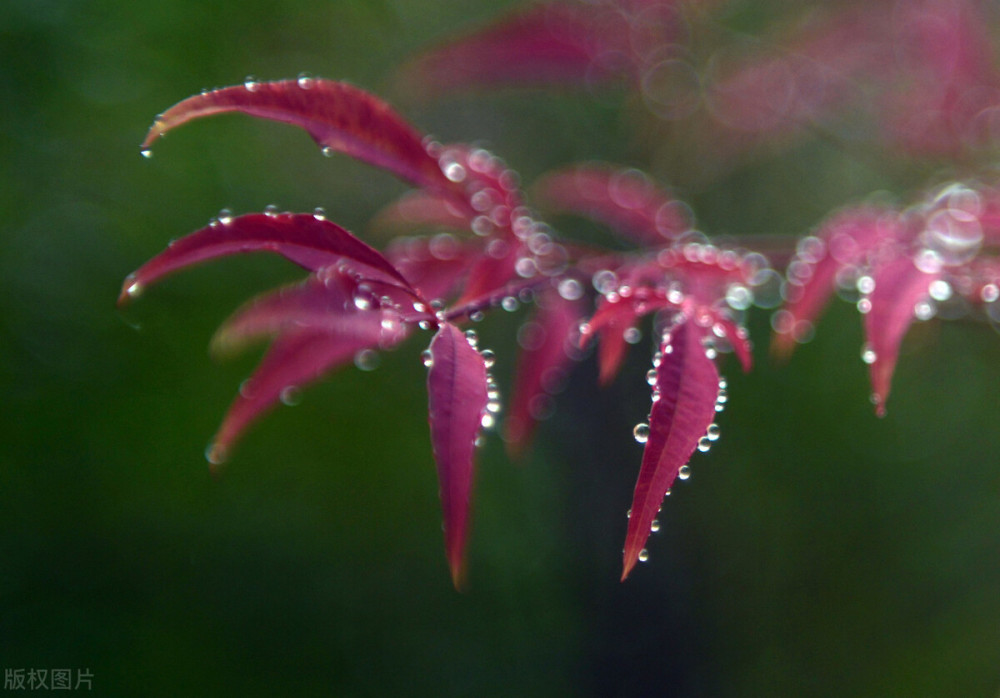 霜降|我们总是因失落而沮丧，因凄凉而顾影自怜