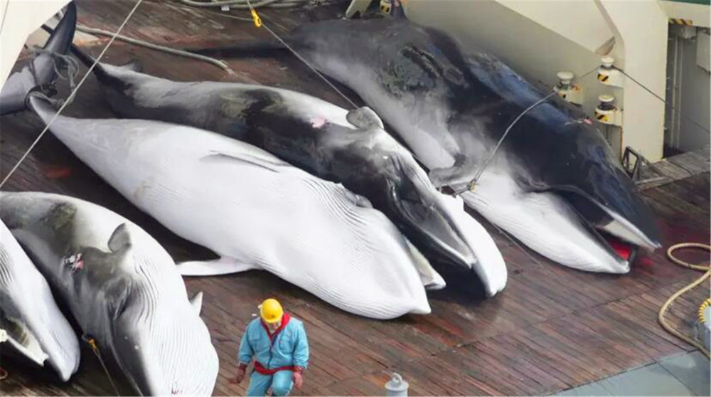 日本为什么执意捕杀鲸鱼?不是为吃肉,真正目的值得世界各国警惕