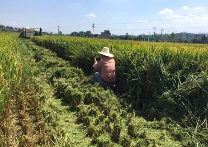 中晚稻|中晚稻收割机收割水稻，留茬控制在10厘米，有什么好处？