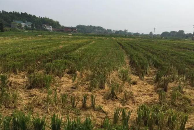 中晚稻|中晚稻收割机收割水稻，留茬控制在10厘米，有什么好处？