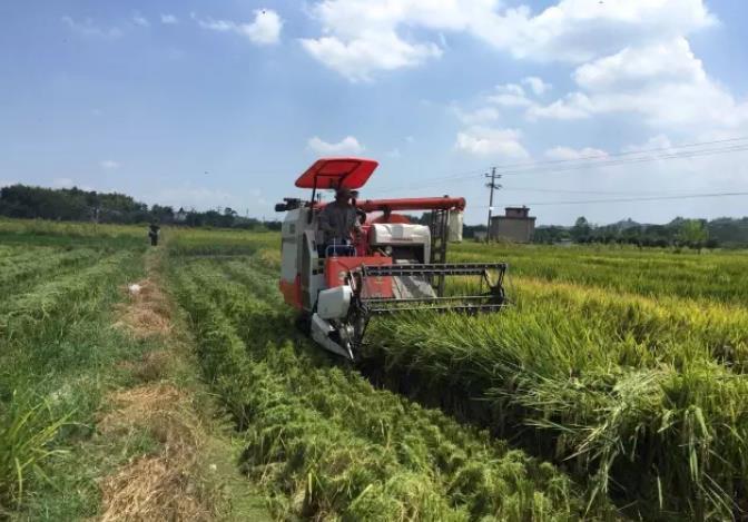 中晚稻|中晚稻收割机收割水稻，留茬控制在10厘米，有什么好处？