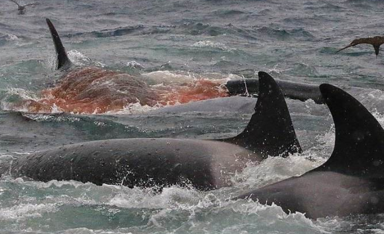 海域罕见现象虎鲸家族捕食18米的蓝鲸
