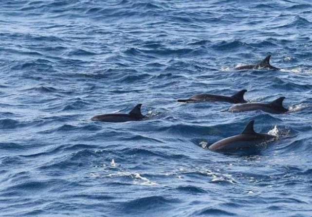 海域罕见现象,虎鲸家族捕食18米的蓝鲸