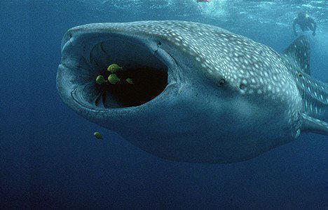 巨口鲨是鲨鱼家族里最稀少且最神秘的鲨鱼