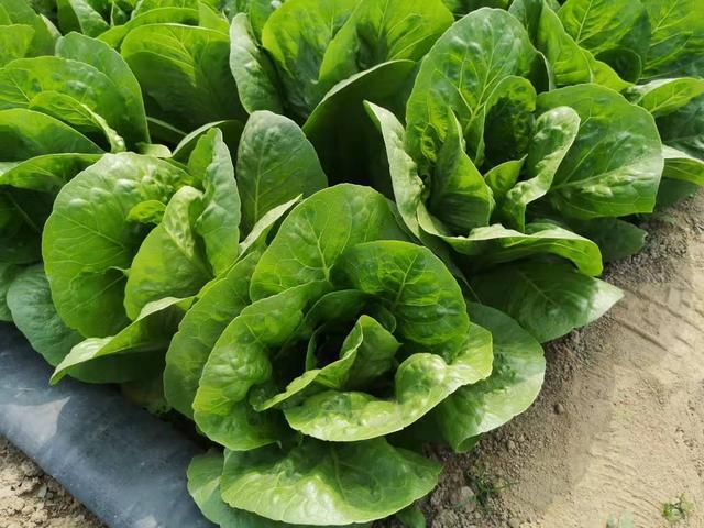 蔬菜|10月适合种什么蔬菜？做好2点，菜好产量高，别选错了