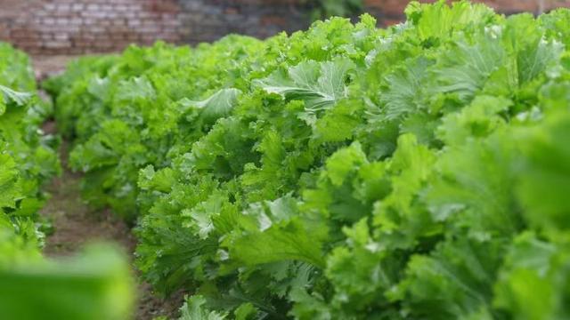 蔬菜|10月适合种什么蔬菜？做好2点，菜好产量高，别选错了
