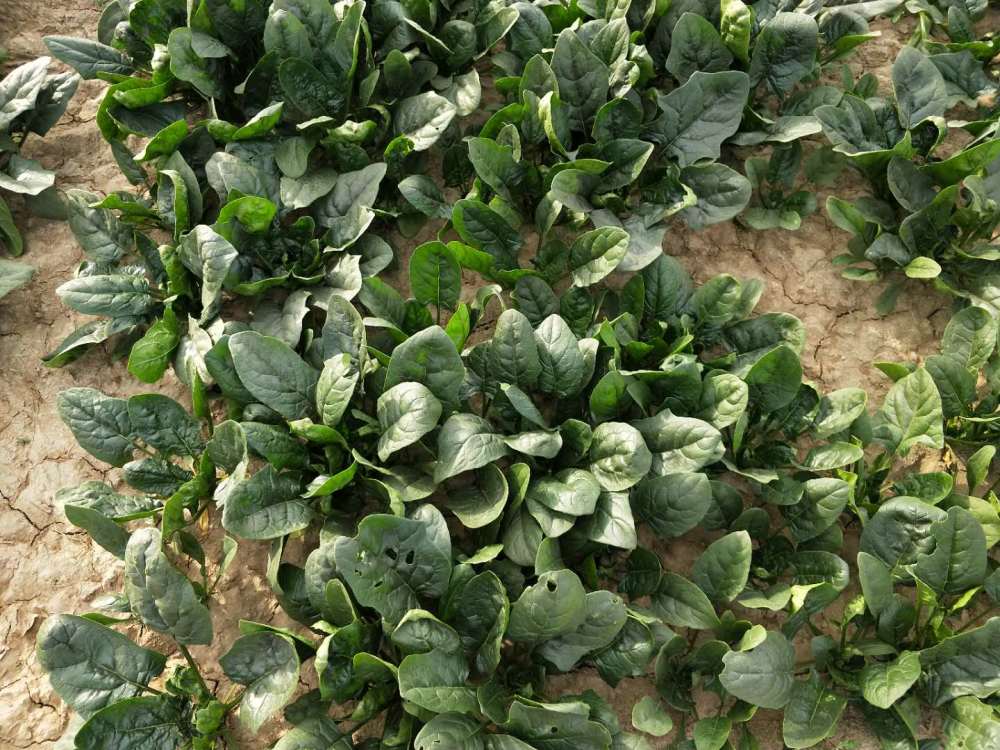 蔬菜|10月适合种什么蔬菜？做好2点，菜好产量高，别选错了