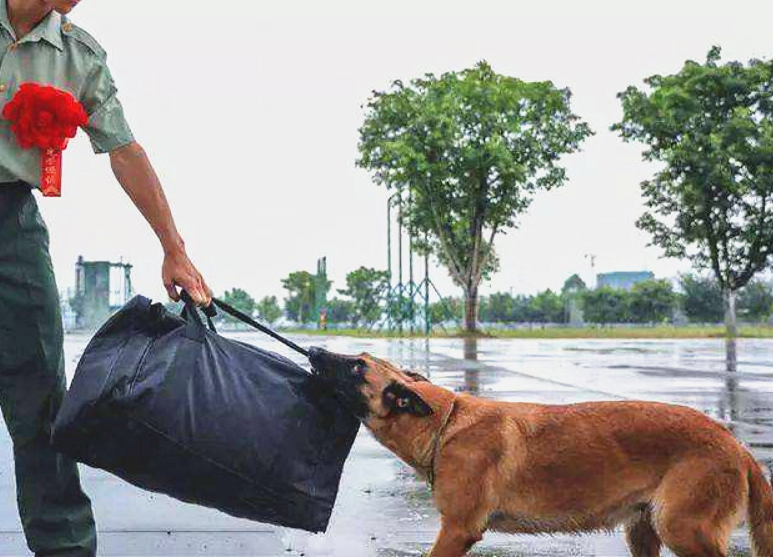 军犬离别图片