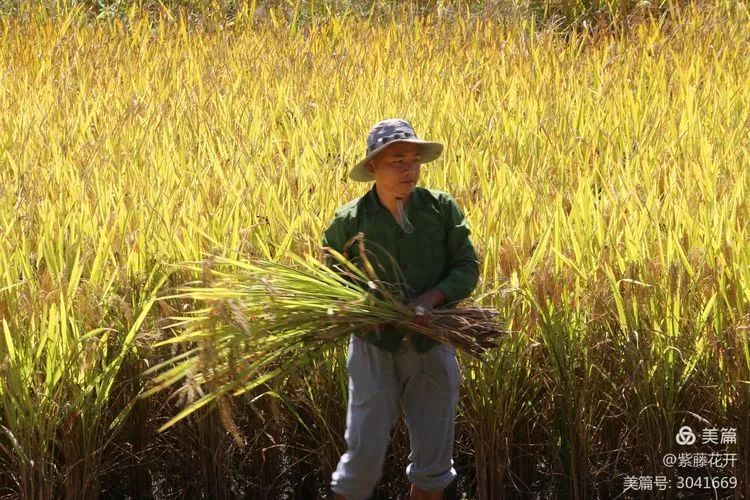 丰收的秋天,是庄稼地里沉甸甸的成熟,是挂满枝头的果实,秋天因为收获